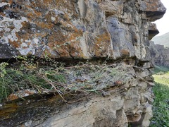 Artemisia daghestanica