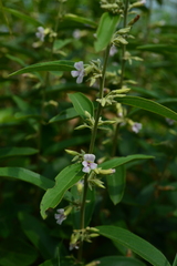 Helicteres angustifolia