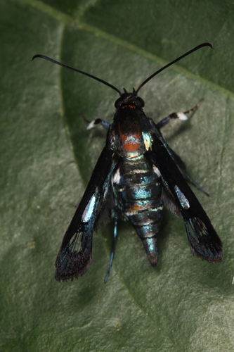 Episannina