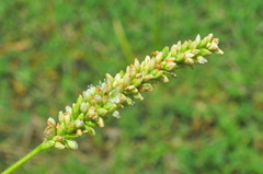 Persicaria hispida