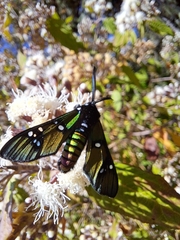 Chrysocale principalis