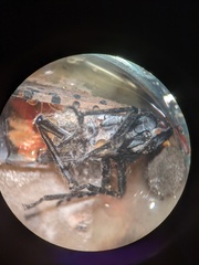 Fusarium concentricum