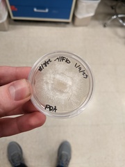 Fusarium concentricum