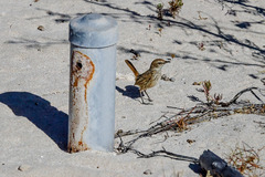 Calamanthus campestris