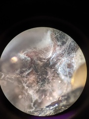 Fusarium concentricum