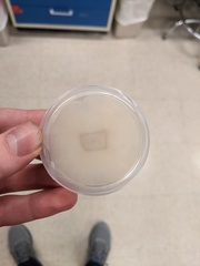 Fusarium concentricum