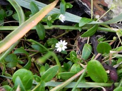 Stellaria humifusa