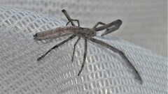 Miagrammopes bradleyi