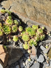 Sempervivum caucasicum