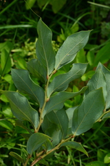 Lindera glauca