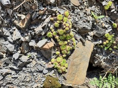 Sempervivum caucasicum