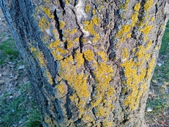Xanthoria parietina