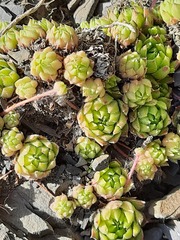 Sempervivum caucasicum
