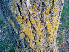 Xanthoria parietina