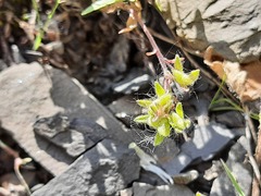 Veronica peduncularis