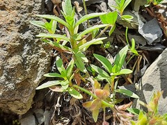 Veronica peduncularis