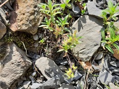 Veronica peduncularis