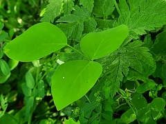 Lathyrus rotundifolius
