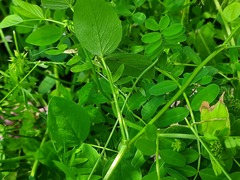 Lathyrus rotundifolius