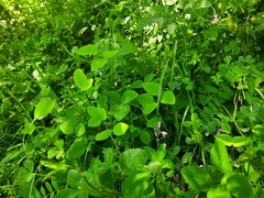 Lathyrus rotundifolius