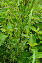 Artemisia japonica