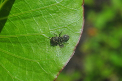 Cephalotes