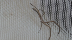 Miagrammopes bradleyi