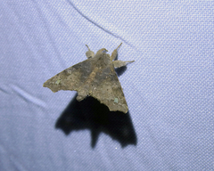 Apatelodidae
