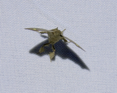 Apatelodidae