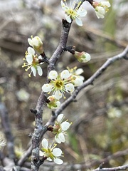 Prunus angustifolia