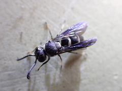 Euodynerus foraminatus