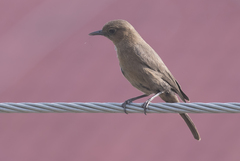 Oenanthe fusca