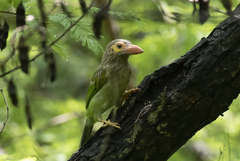 Psilopogon zeylanicus