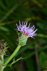 Cirsium japonicum australe