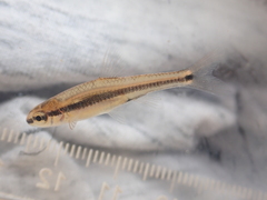 Notropis bifrenatus