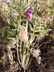Oxytropis racemosa