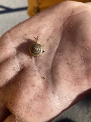 Polygyra cereolus