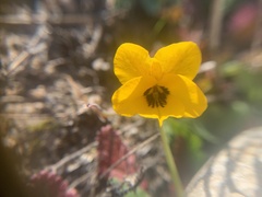 Viola pedunculata