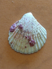 Caribachlamys