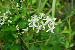Clematis chinensis tatushanensis