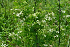 Clematis chinensis tatushanensis