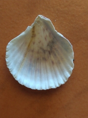 Caribachlamys