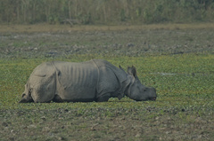 Rhinoceros unicornis