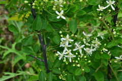 Clematis chinensis tatushanensis