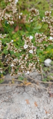 Limonium brasiliense