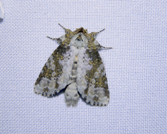 Disphragis tharis