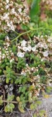 Limonium brasiliense