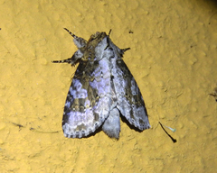 Disphragis tharis