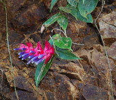 Cavendishia lindauiana