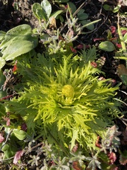 Sanicula arctopoides